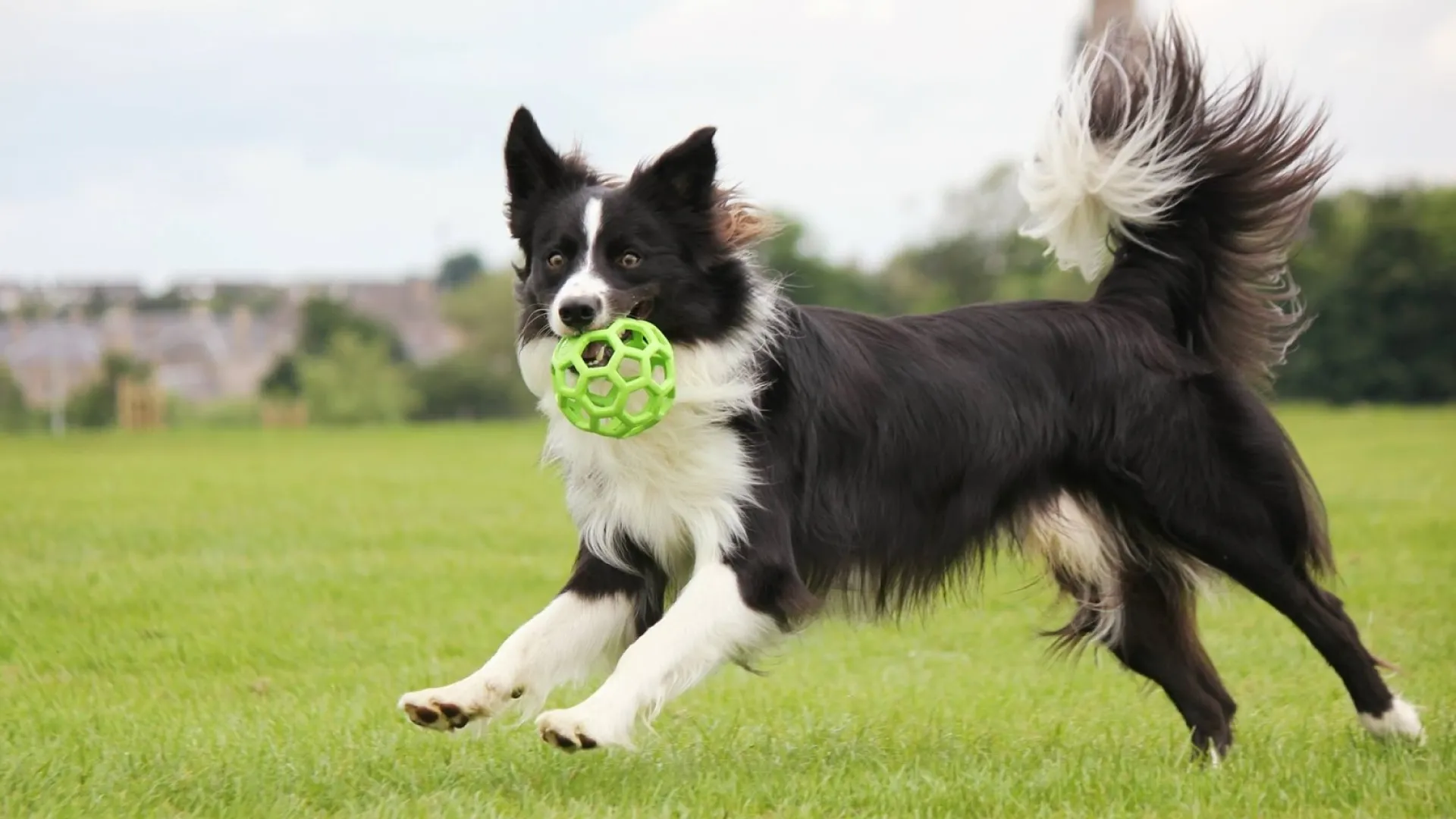 Comportamento do Border Collie