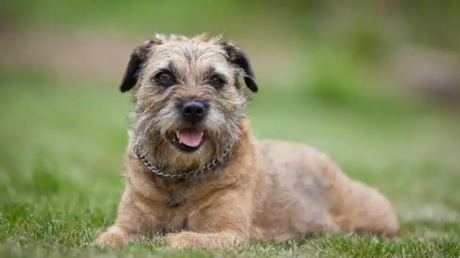 Comportamento do border terrier