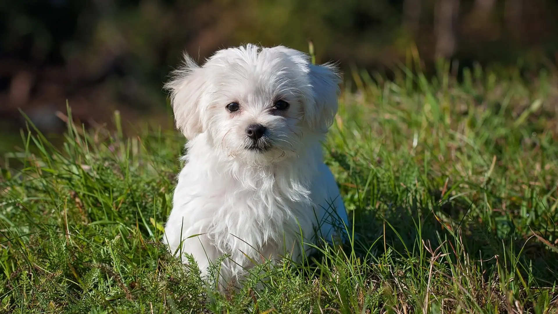 Expectativa de vida do bichon bolonhês