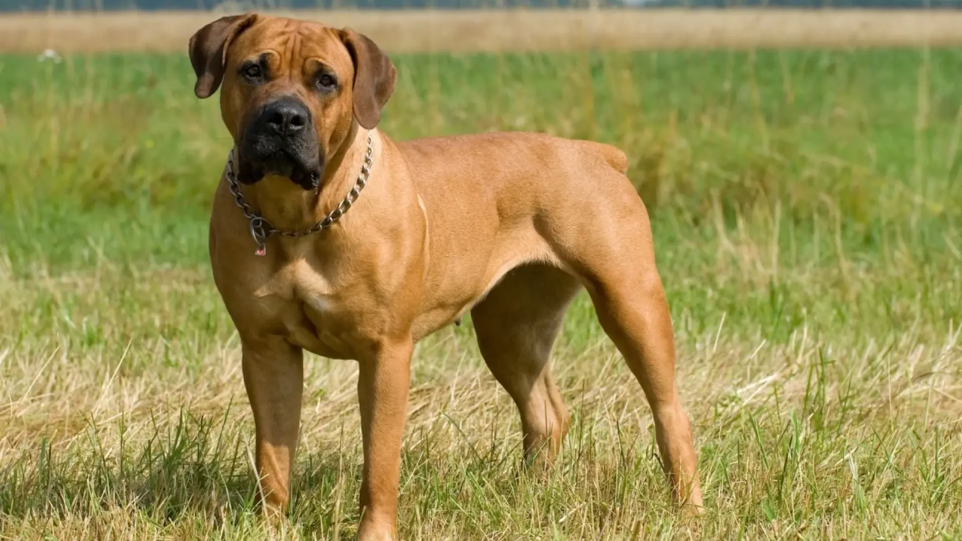 Expectativa de vida do boerboel