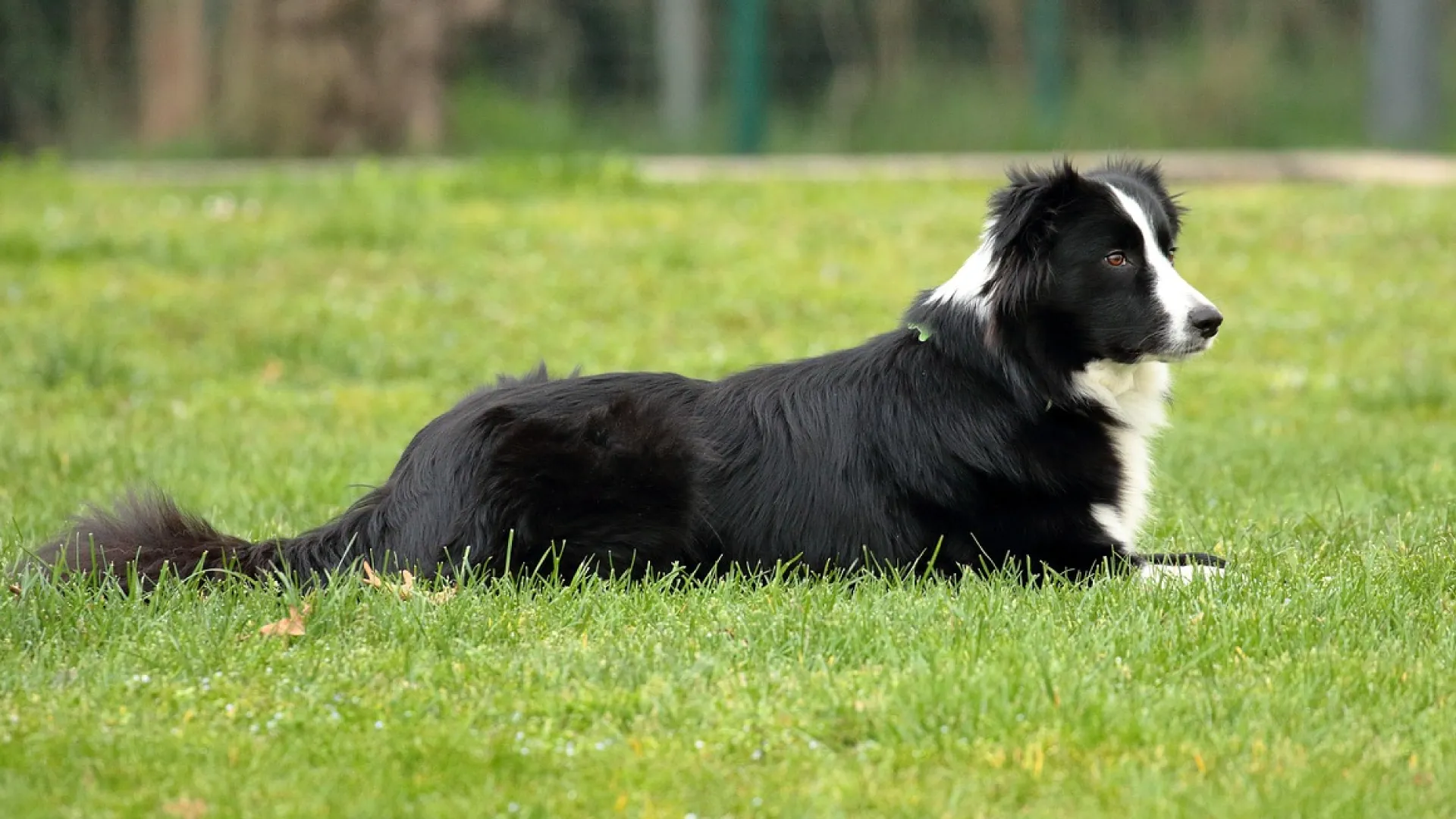 Expectativa-de vida do border collie mix