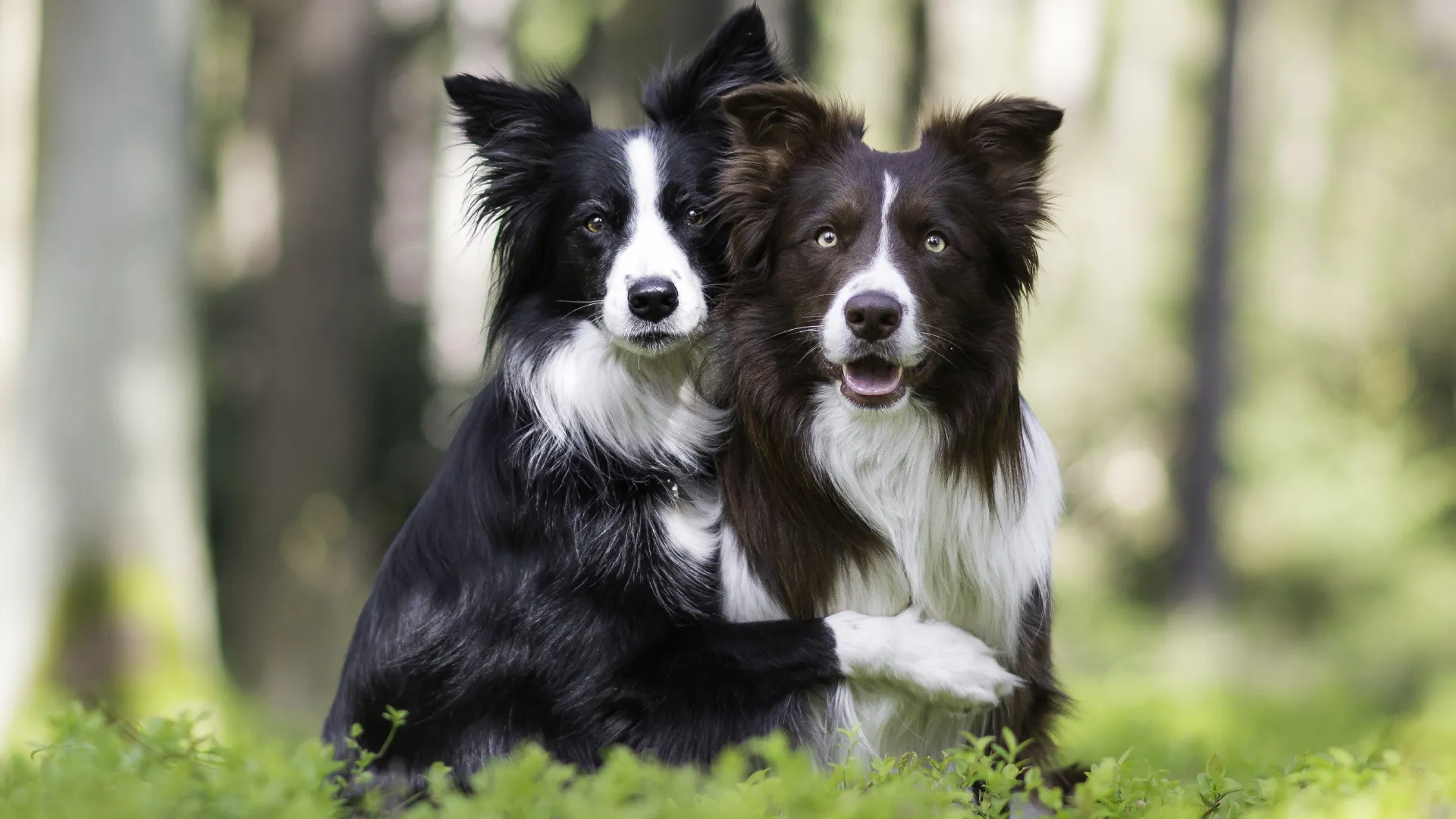 Expectativa de vida do border collie