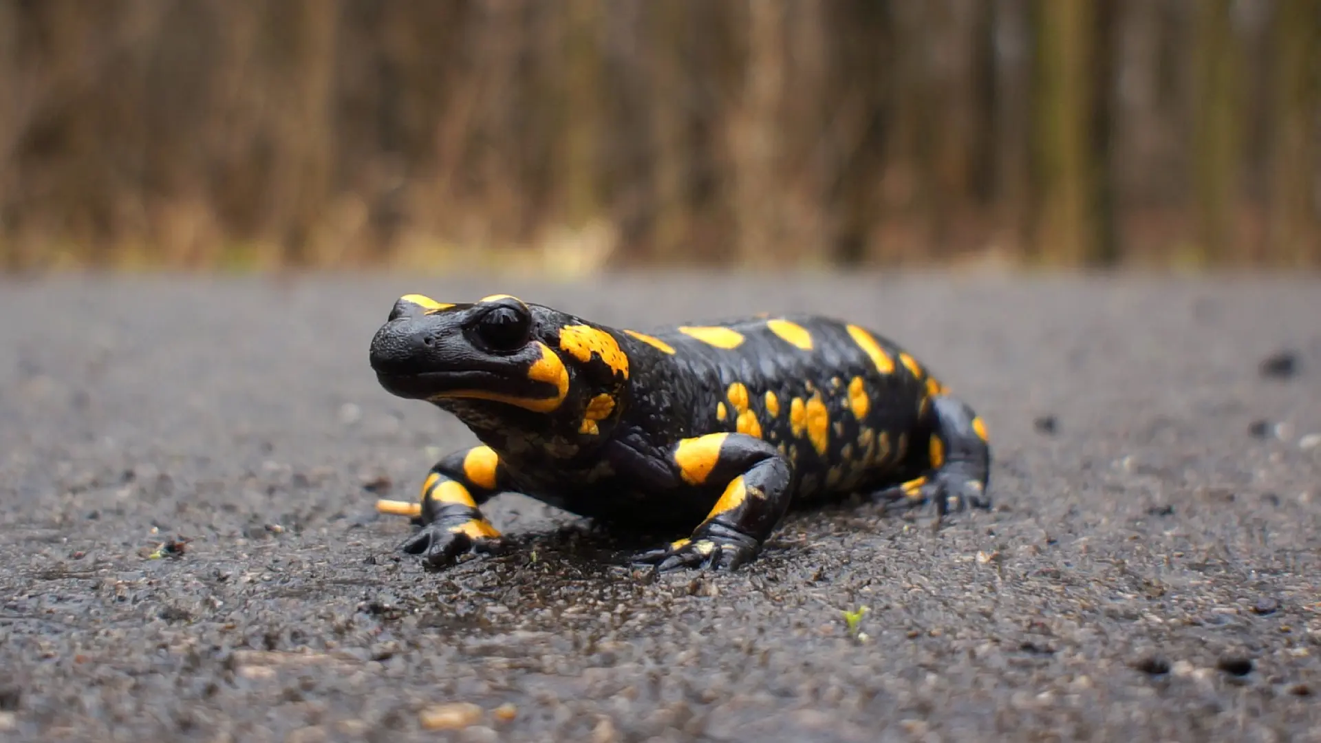 Habitat da salamandra-de-fogo