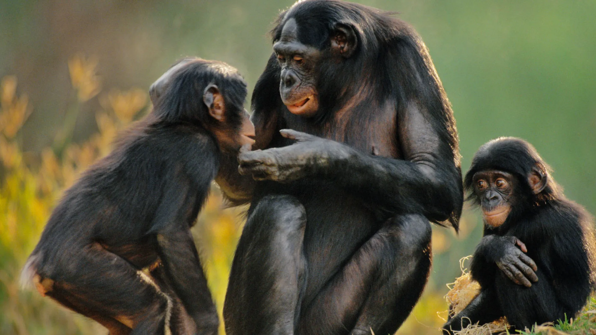 Habitat do bonobo