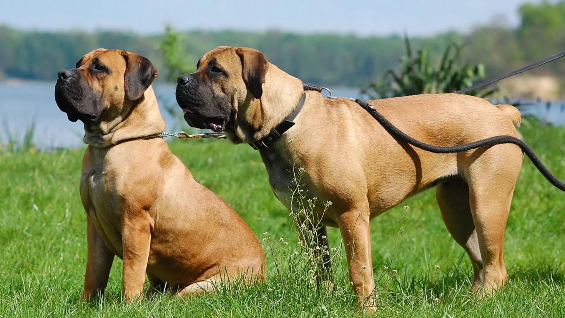 Reprodução do boerboel