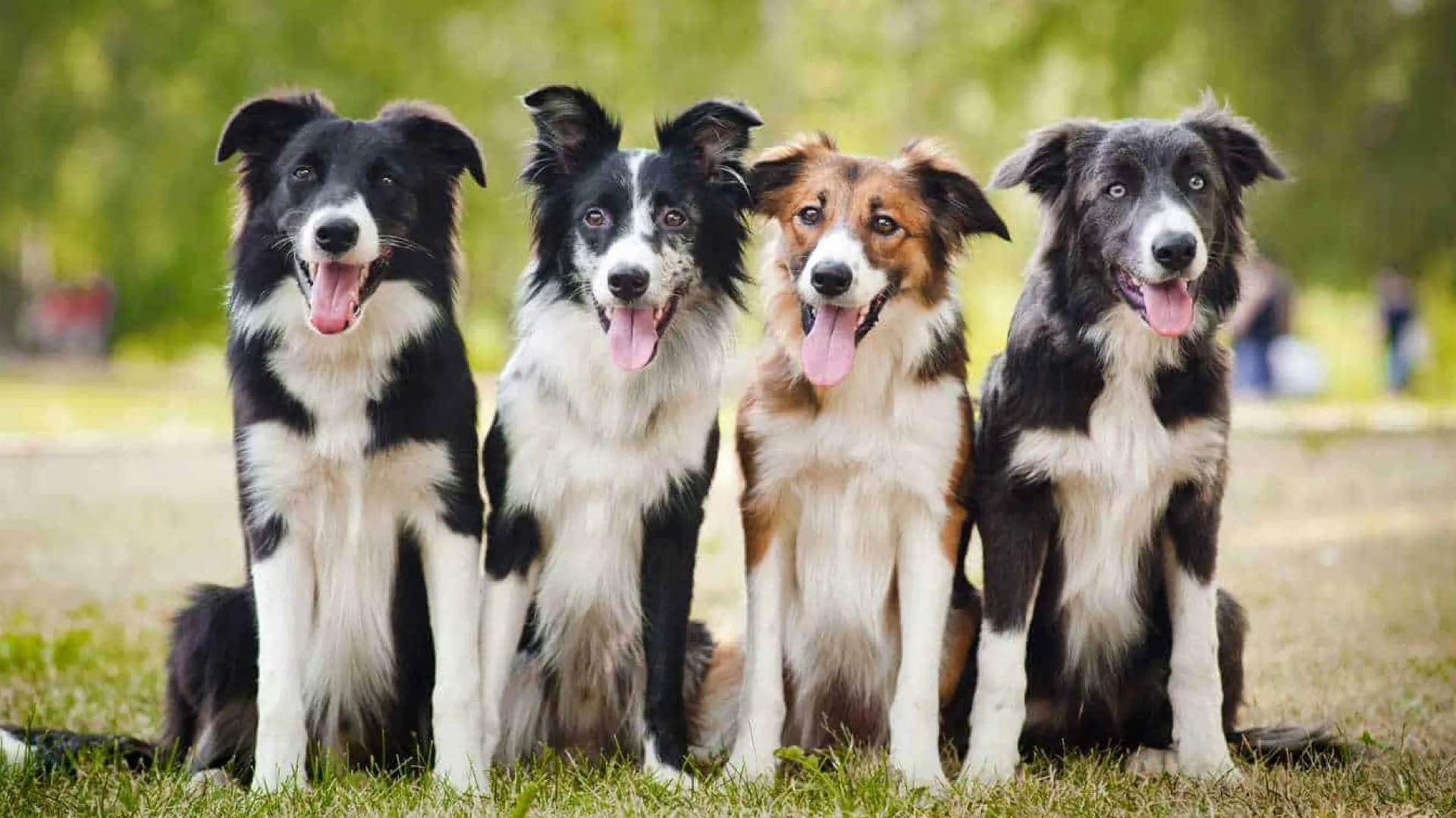 Reprodução do border collie