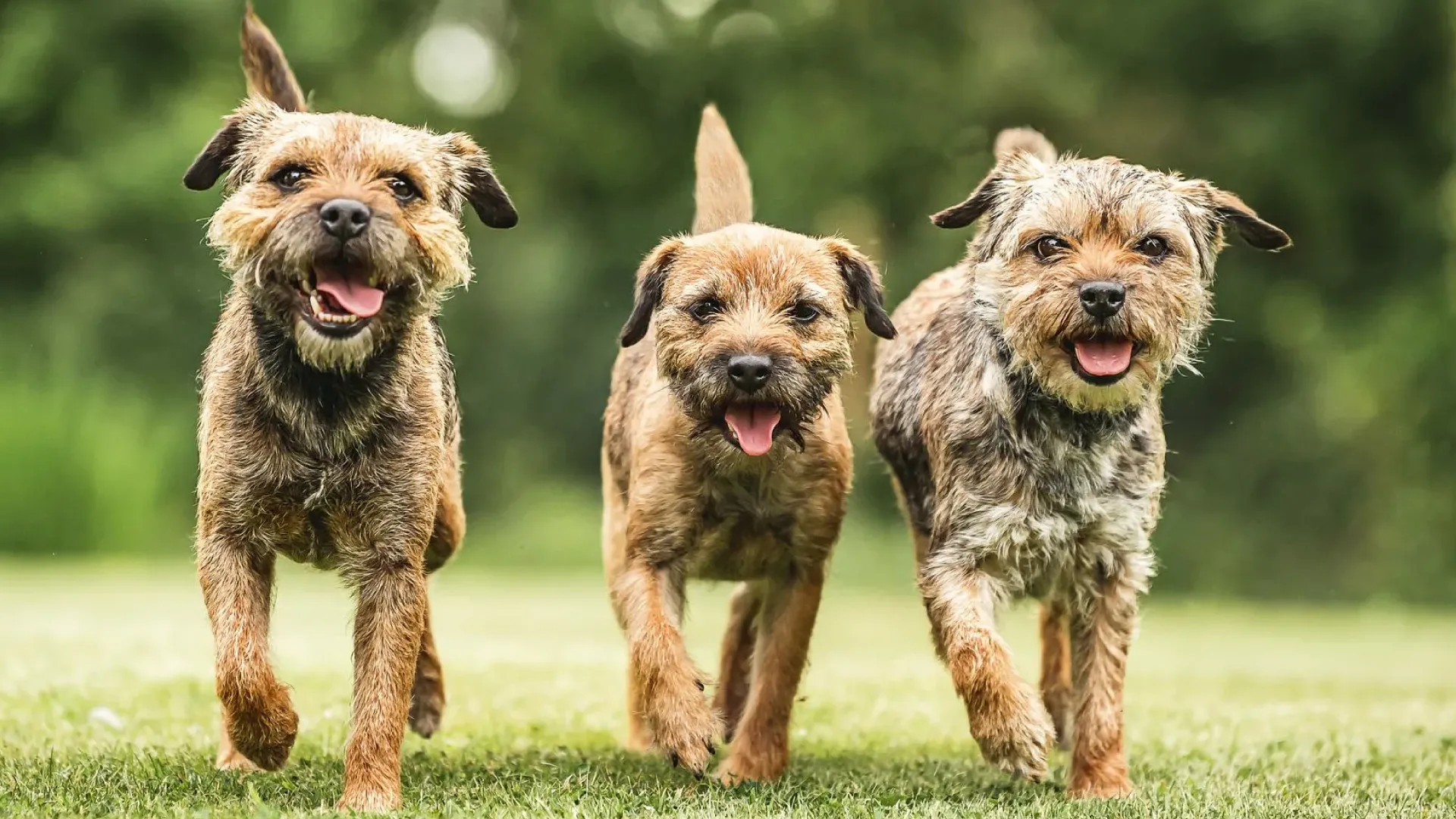 Reprodução do border terrier