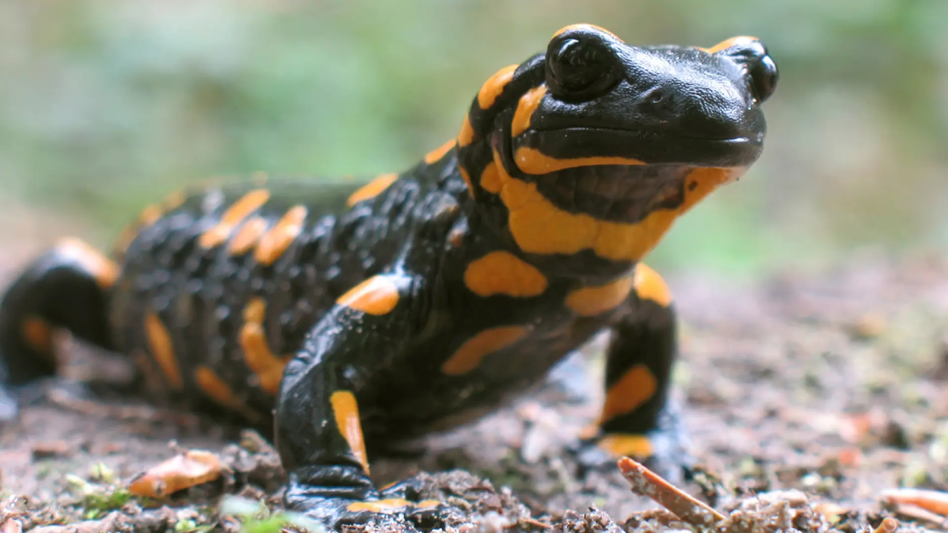 salamandra-de-fogo