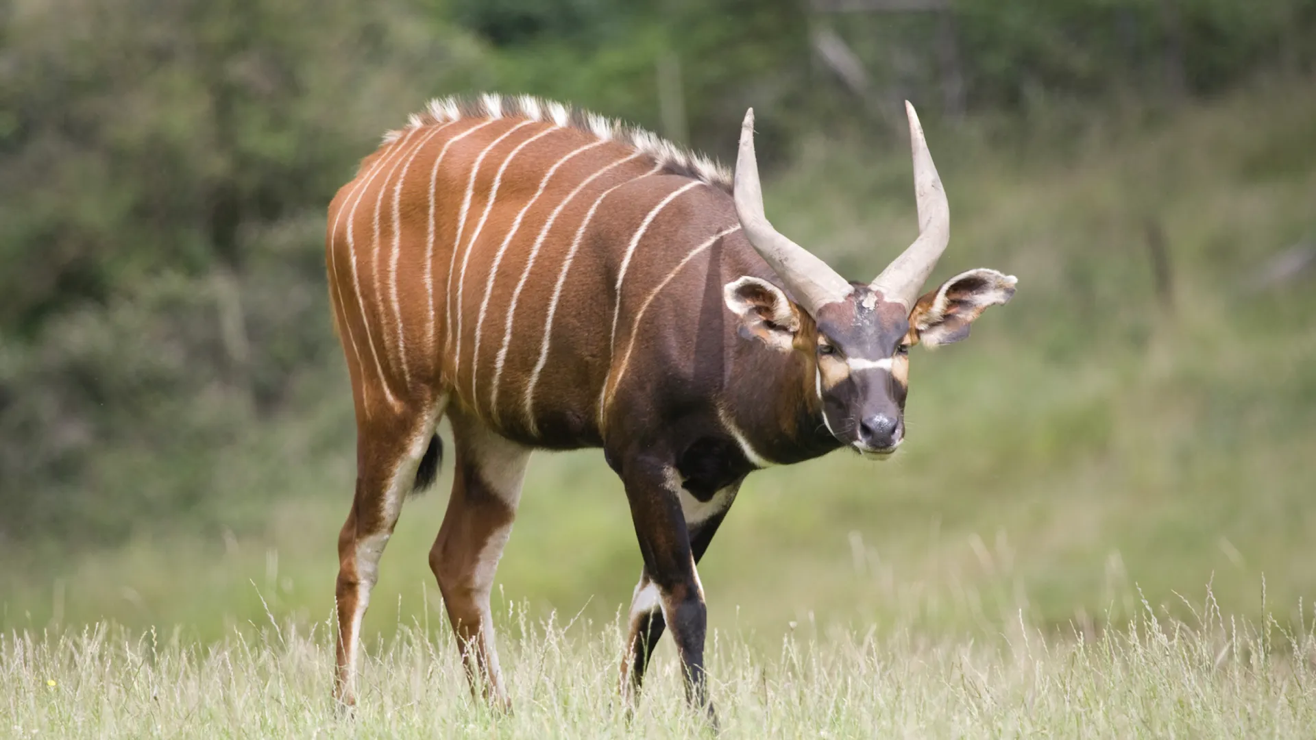 Status de conservação do bongo