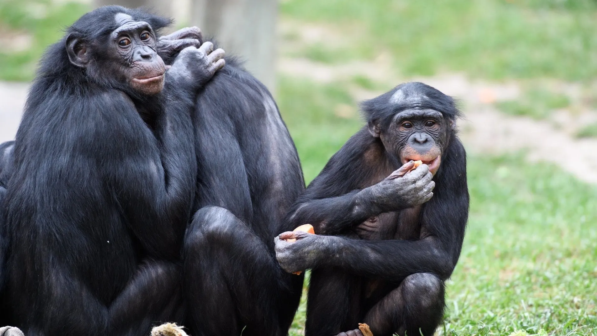 Status de conservação do bonobo