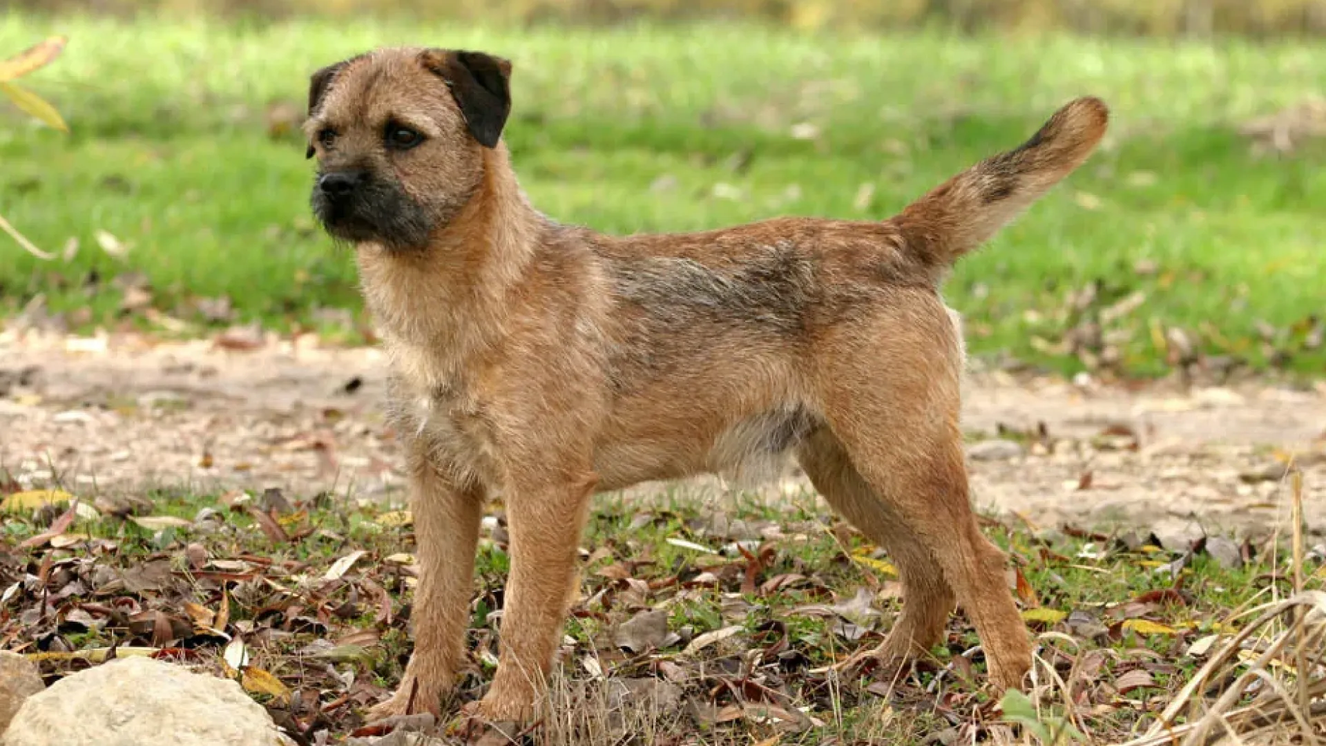 Status de conservação do border terrier