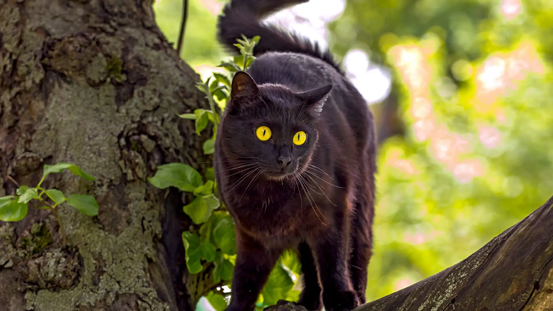 Status de conservação do gato bombaim