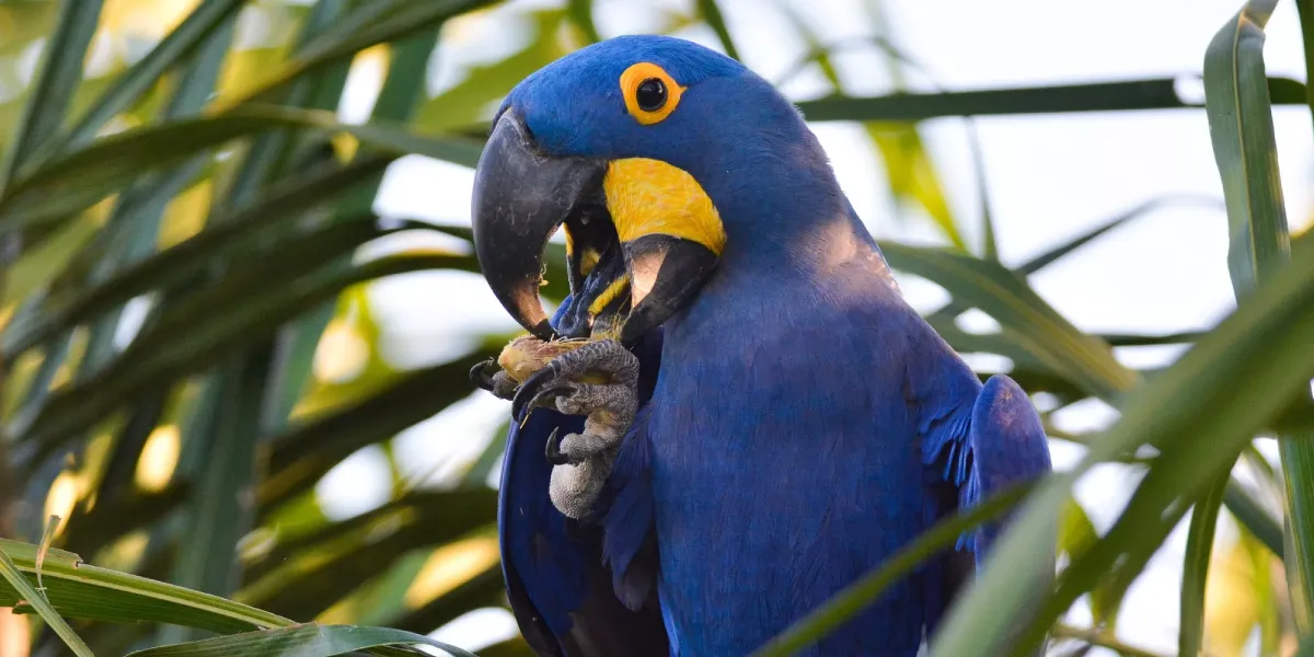 Alimentação da arara-azul