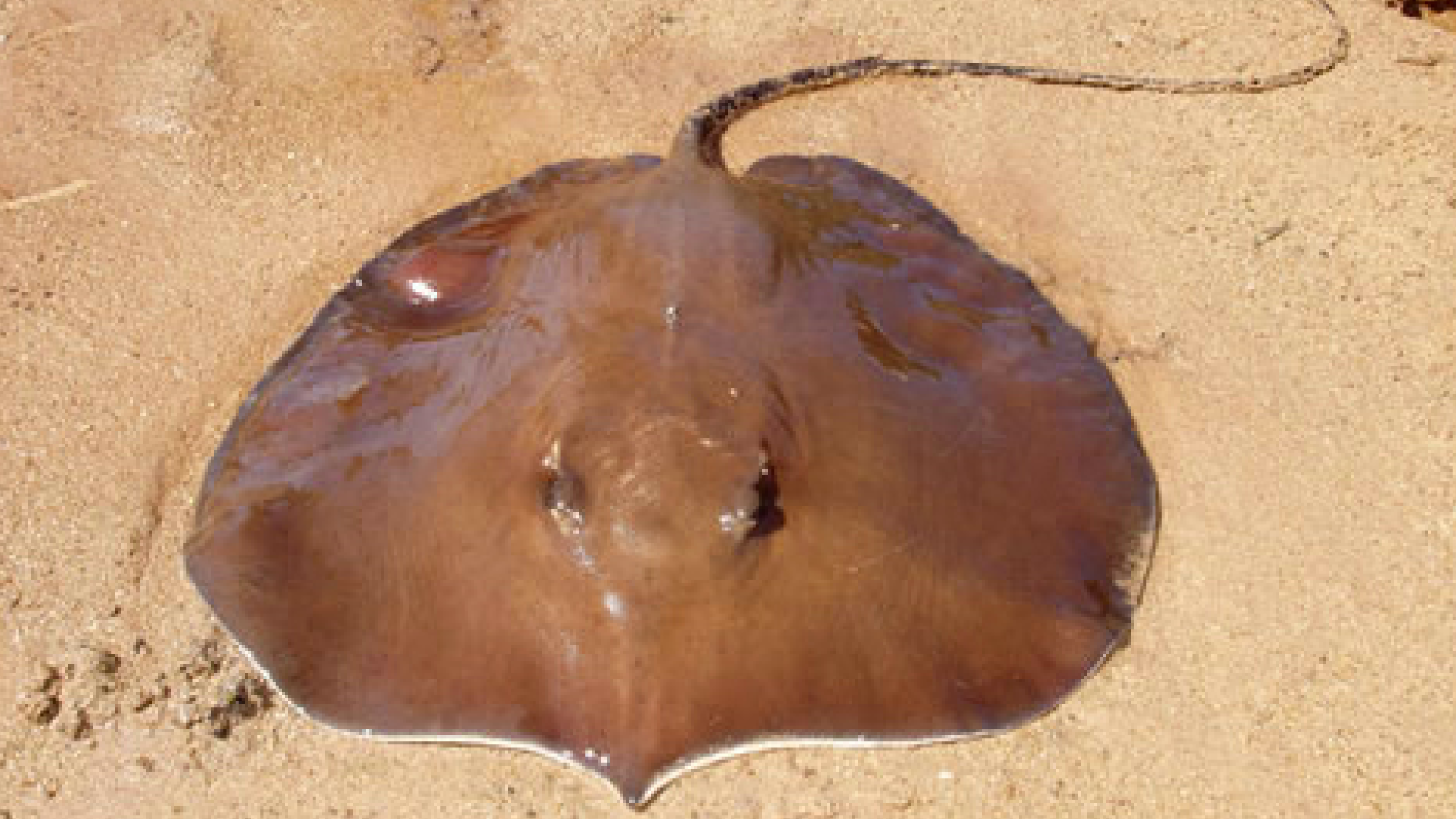 Arraia gigante de água doce