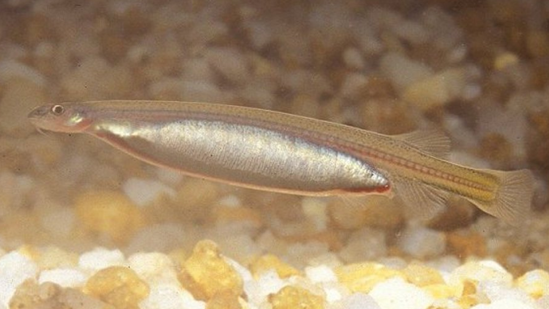 Candiru - Natureza Animal