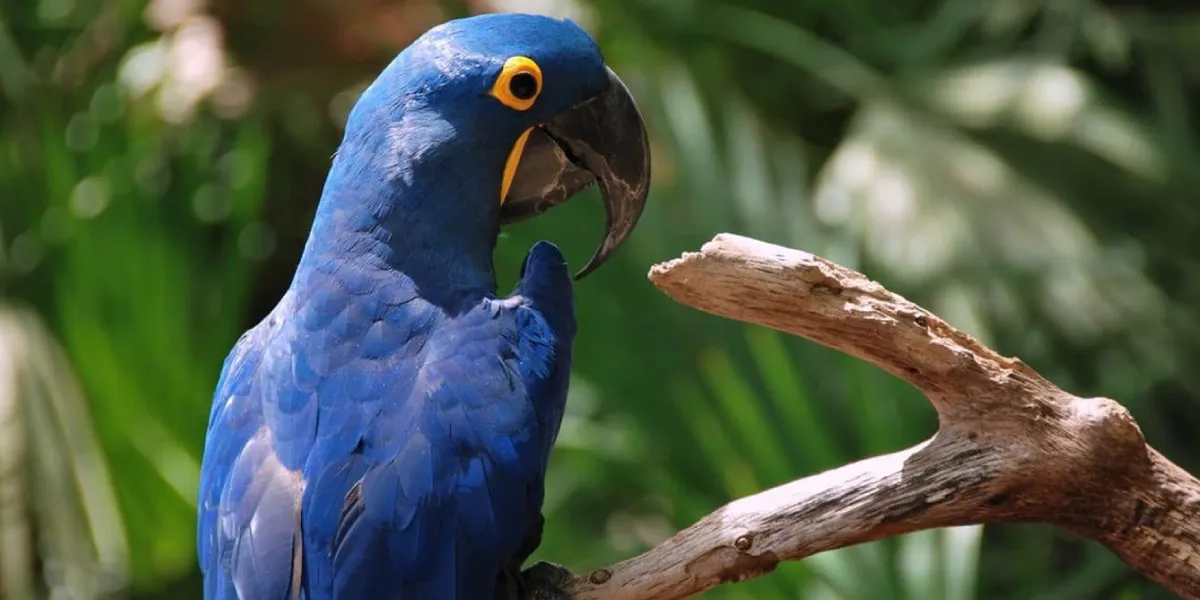 Características da ara-azul