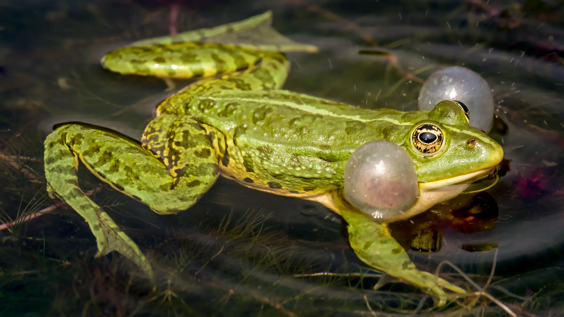 Características do sapo comestível