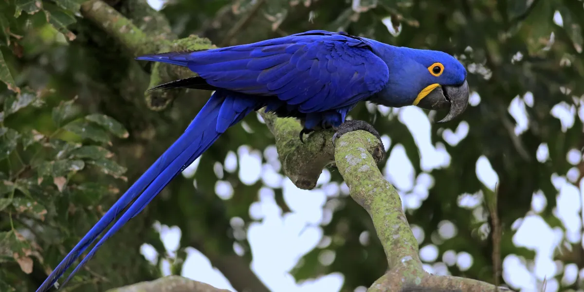 Comportamento da arara-azul