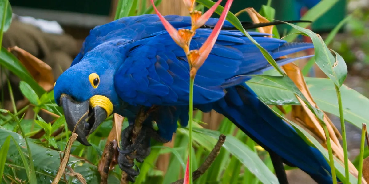 Expectativa de vida da arara-azul grande