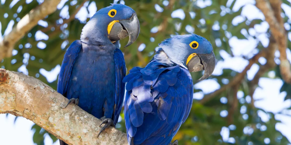 Habitat da arara-azul