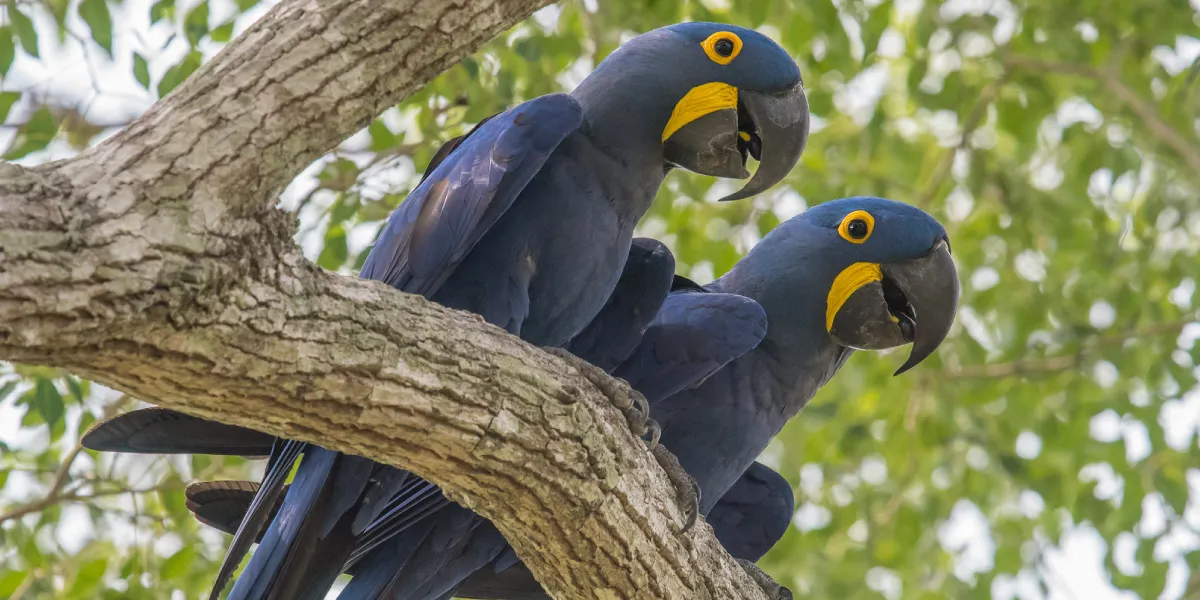 Migração da arara-azul