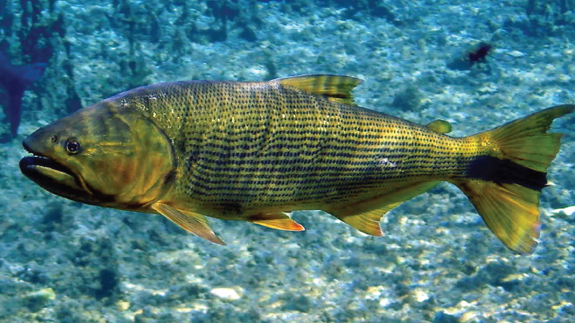 Peixe Dourado