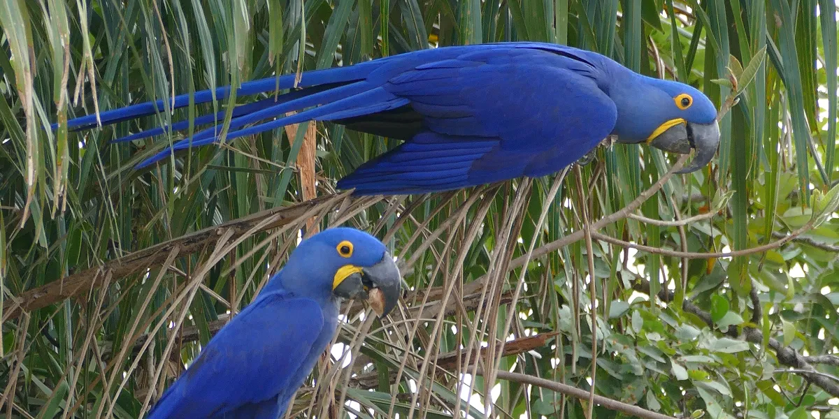 Predadores da arara-azul