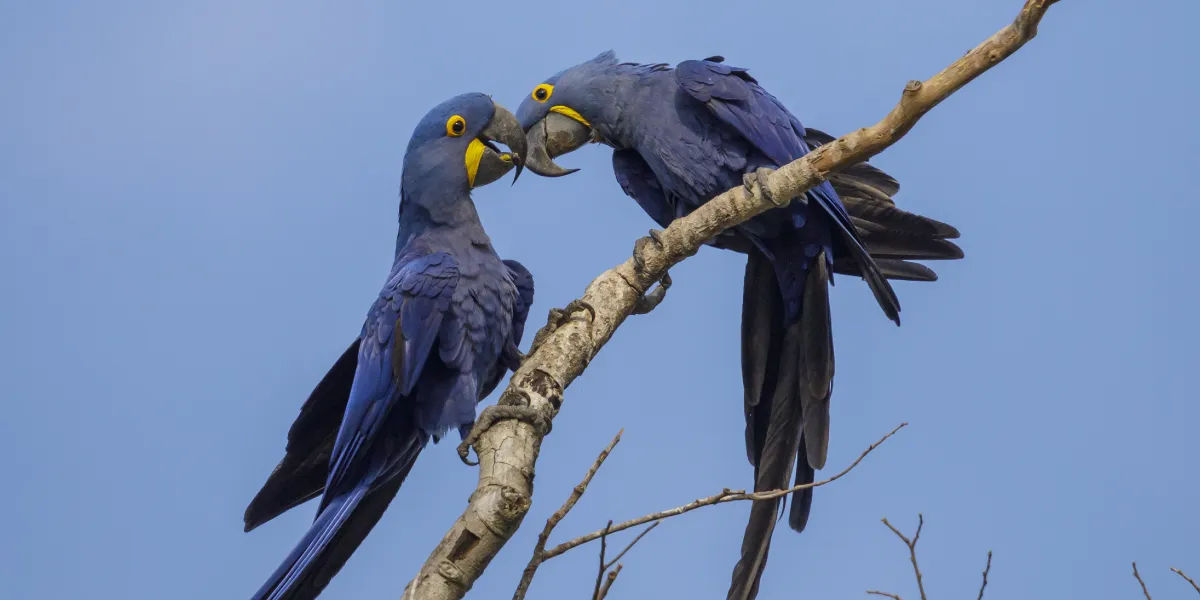 Reprodução da arara-azul