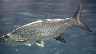 Tarpon