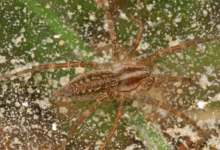 Aranha-grama americana