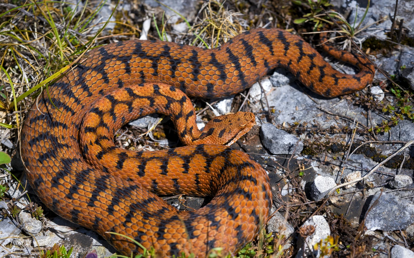 Habitat da Víbora-áspide