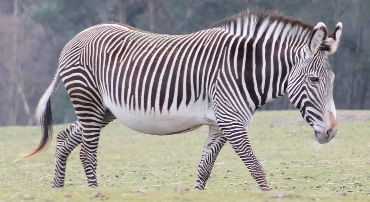 Características da Zebra de Grevy