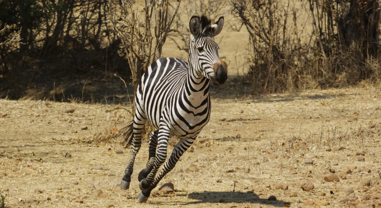 Ecologia e Conservação das Zebras