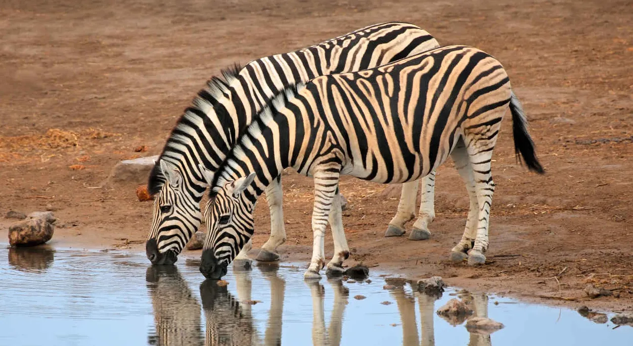 Mitos e Fatos sobre Zebras