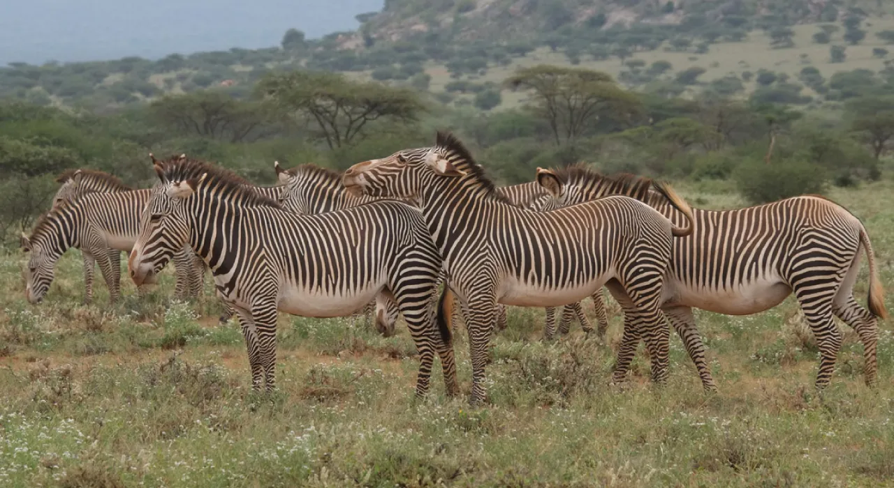 Reprodução da Zebra de Grevy