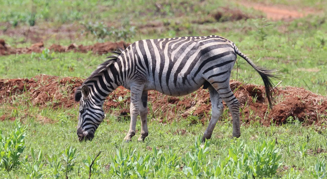 Status de Conservação da Zebra das Planícies