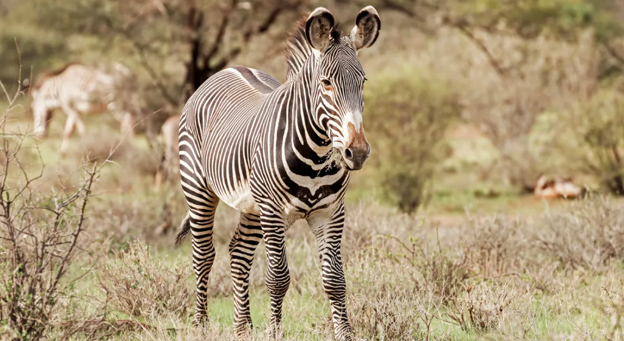 Status de Conservação da Zebra de Grevy