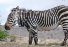 Zebra da Montanha