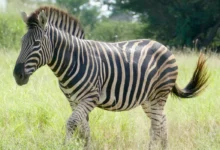 Zebra das Planícies