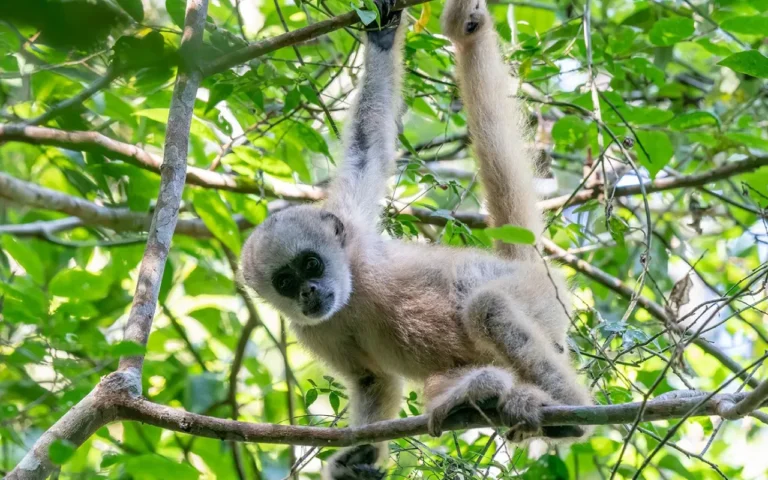 Fatos sobre o muriqui-do-norte