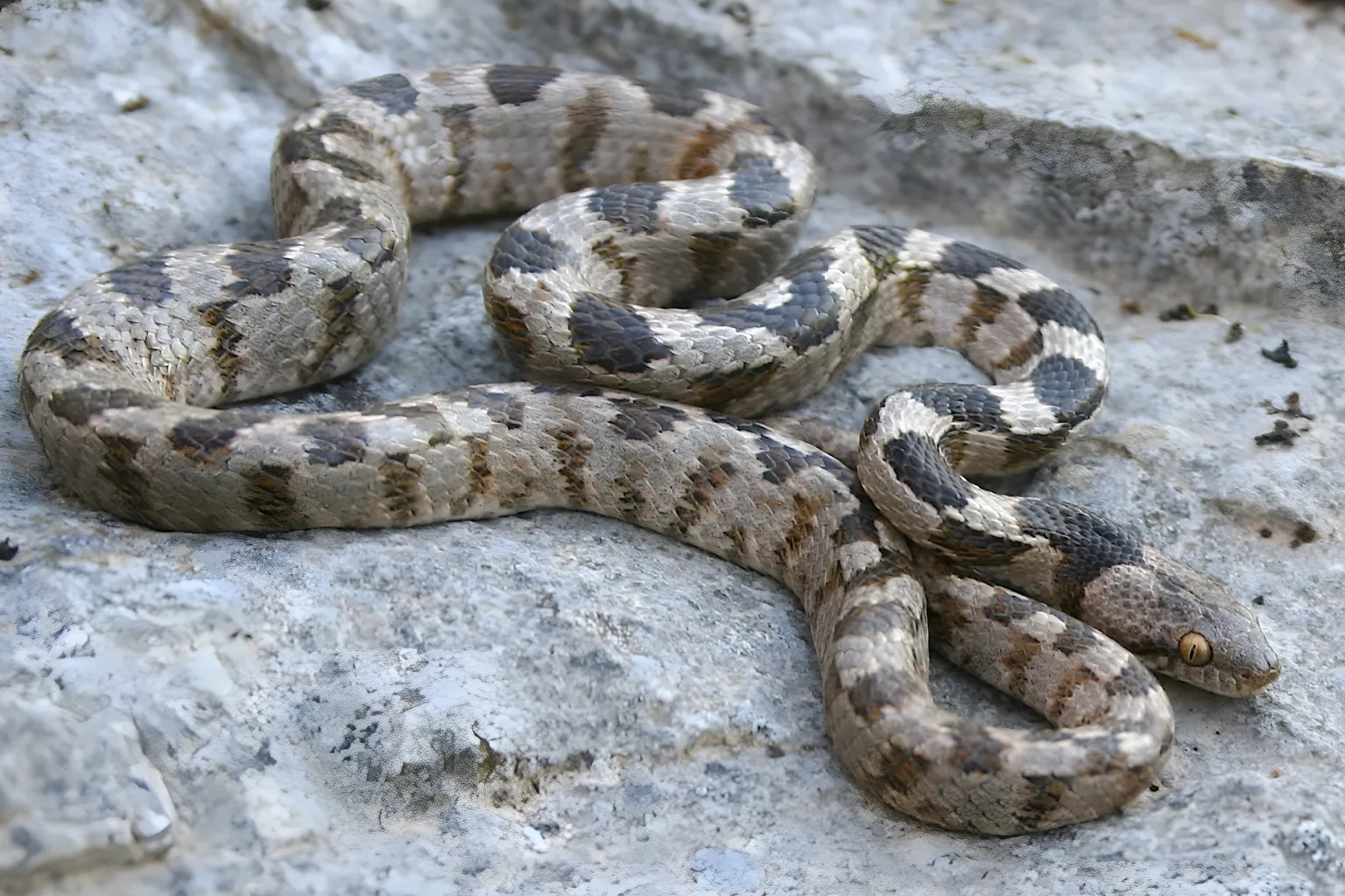 Comportamento Da Cobra-gato Europeia. Comportamento Da Cobra-gato Europeia.