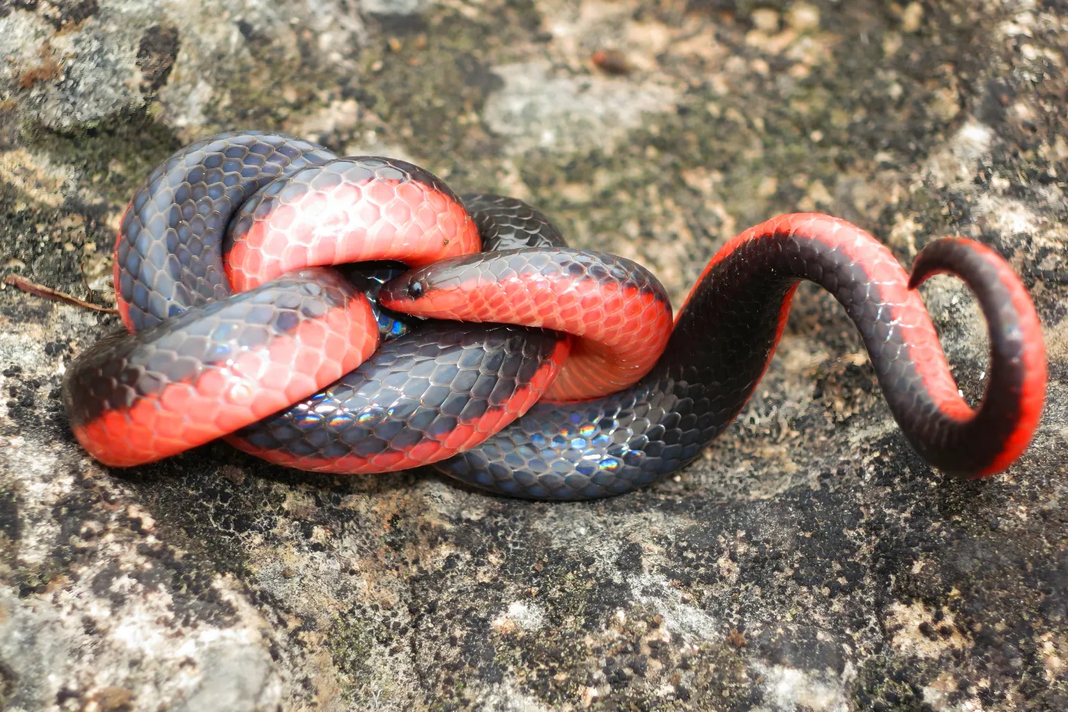 Expectativa De Vida Da Cobra Minhoca Ocidental. Expectativa De Vida Da Cobra Minhoca Ocidental.