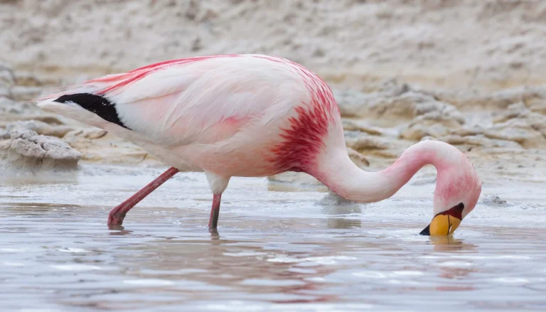 Flamingo-de-James