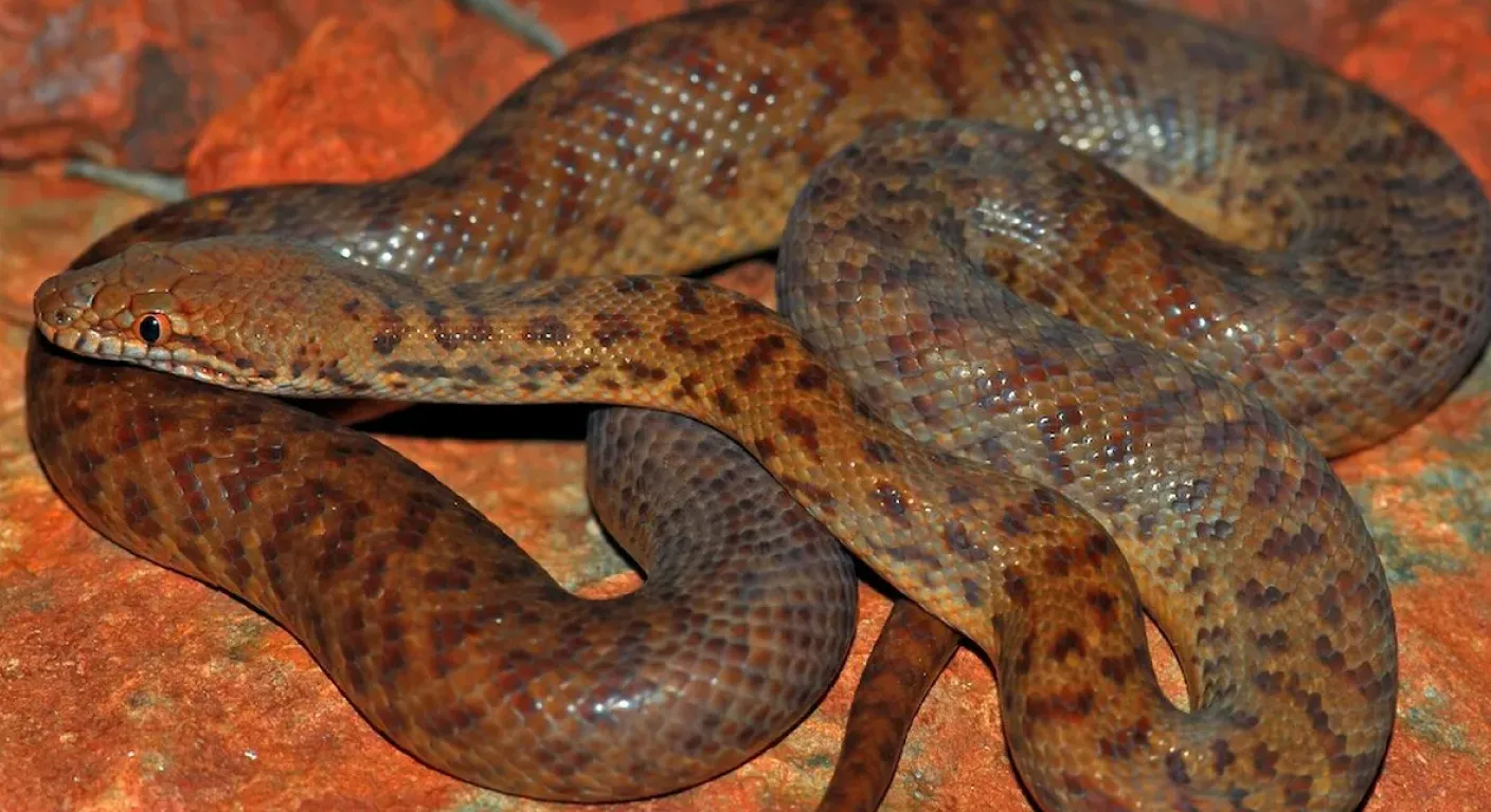 Habitat Da Píton-pigmeu (Antaresia Perthensis) Habitat Da Píton-pigmeu (Antaresia Perthensis)
