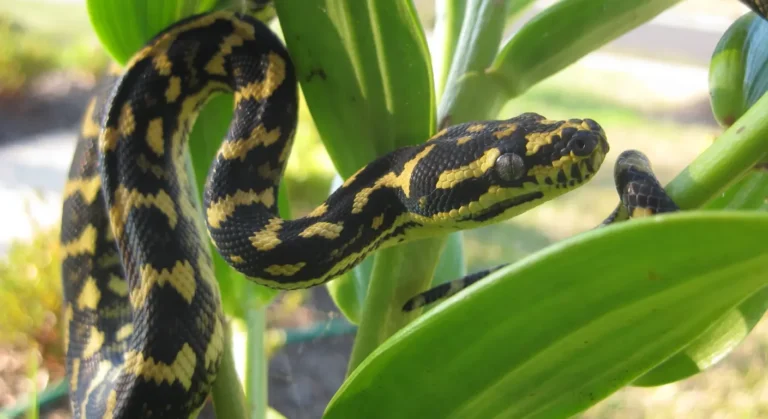 Piton Carpete Morelia Spilota