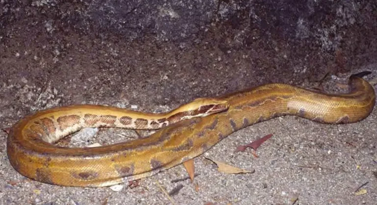 Piton de cauda curta de Mianmar (Python Kyaiktiyo)