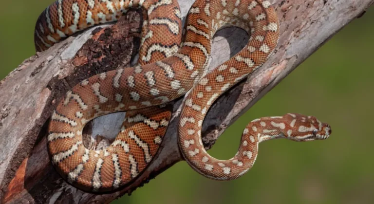 Piton Tapete da Austrália Central (Morelia bredli)