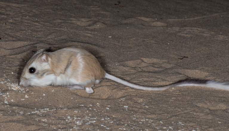 Rato-canguru-do-deserto