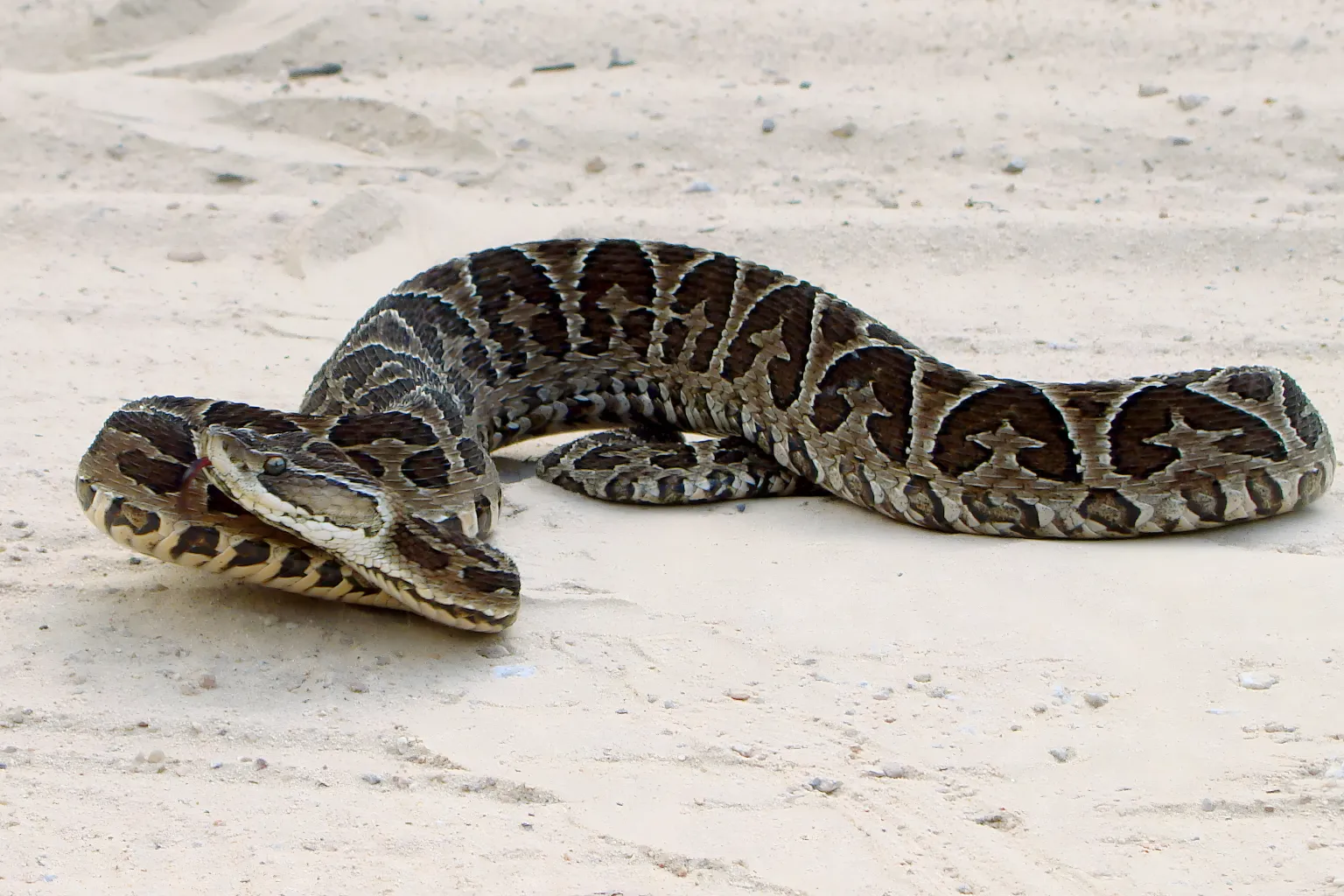 Urutu (Bothrops alternatus): Características, Habitat, Alimentação e Ameaças 1 Status de Conservação da Urutu.