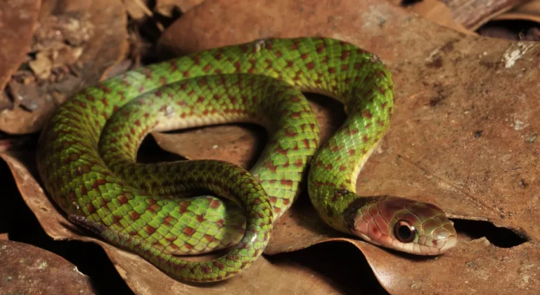 Corredeira Verde Erythrolamprus Typhlus